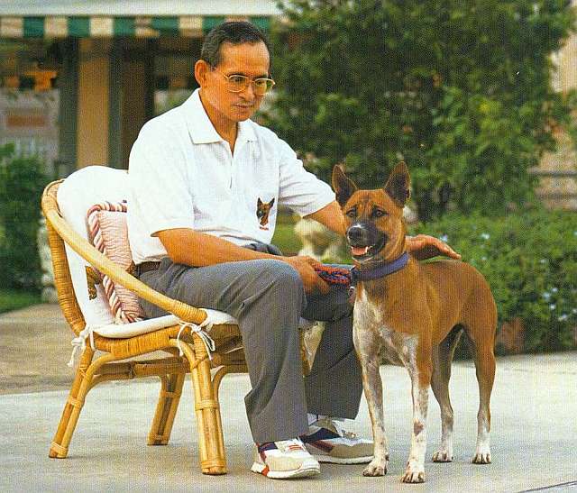 في تايلاندا : 37 عاما سجنا لعامل " أهان " كلب الملك ... !!!